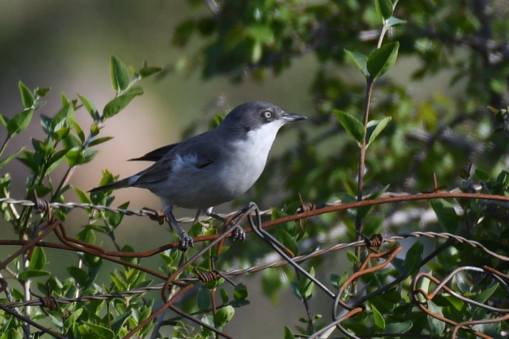 Eastern Orphean Warbler