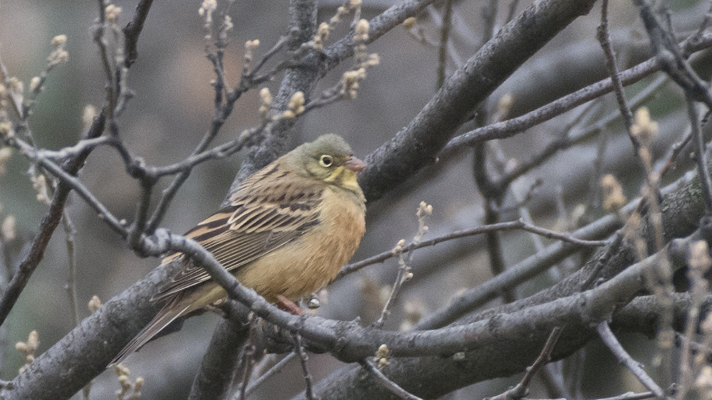 Ortolan Bunting