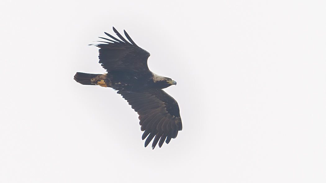 Eastern Imperial Eagle