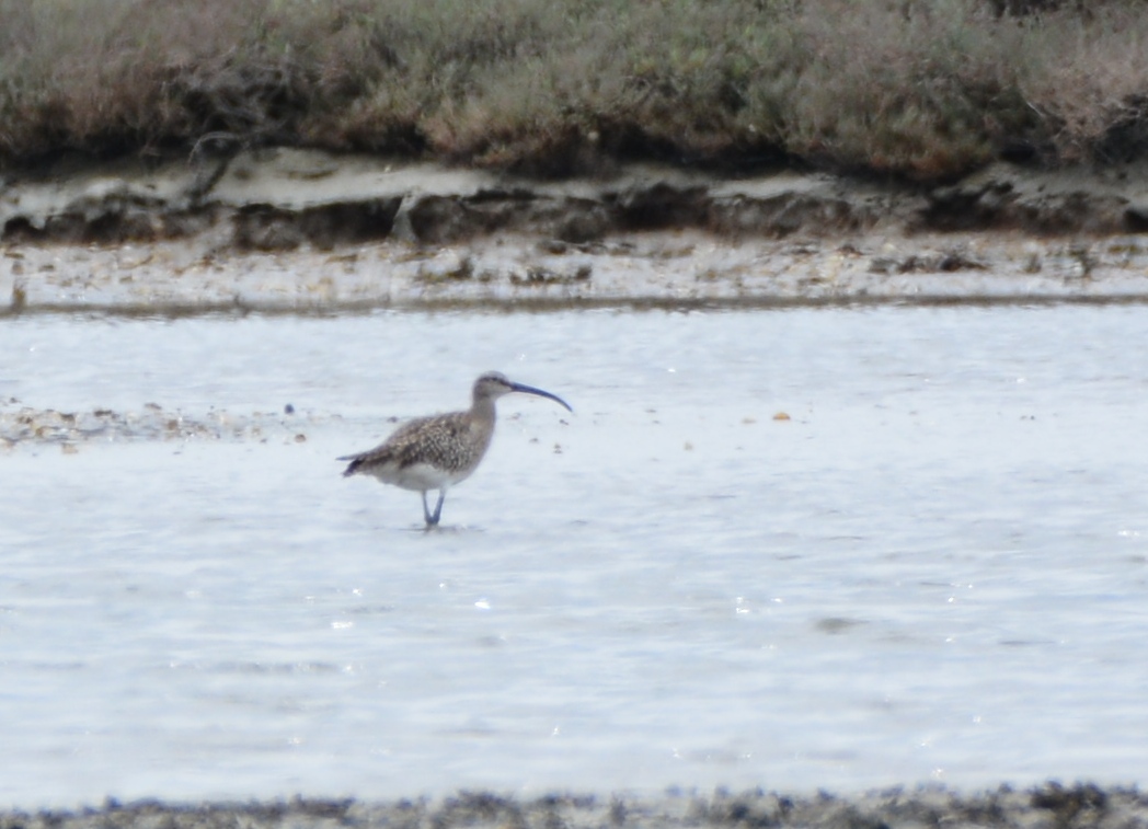 Eurasian Whimbrel