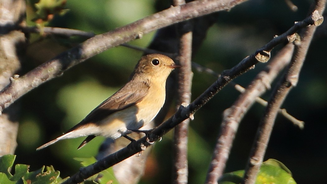 Red-breasted Flycatcher