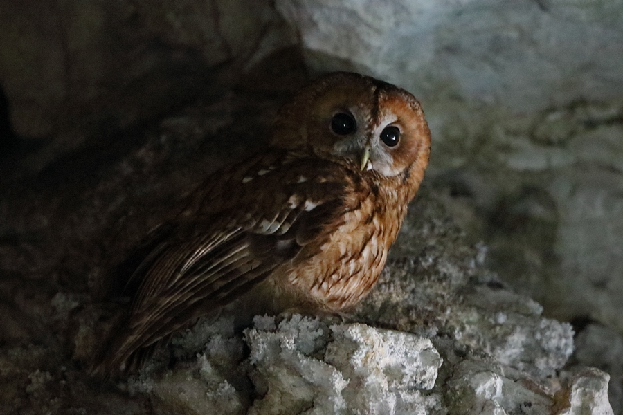 Tawny Owl