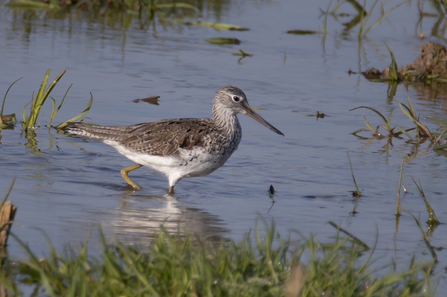 Bar-tailed Godwit