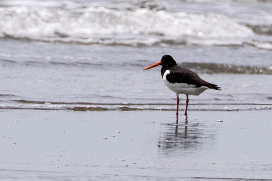 Eurasian Oystercatcher