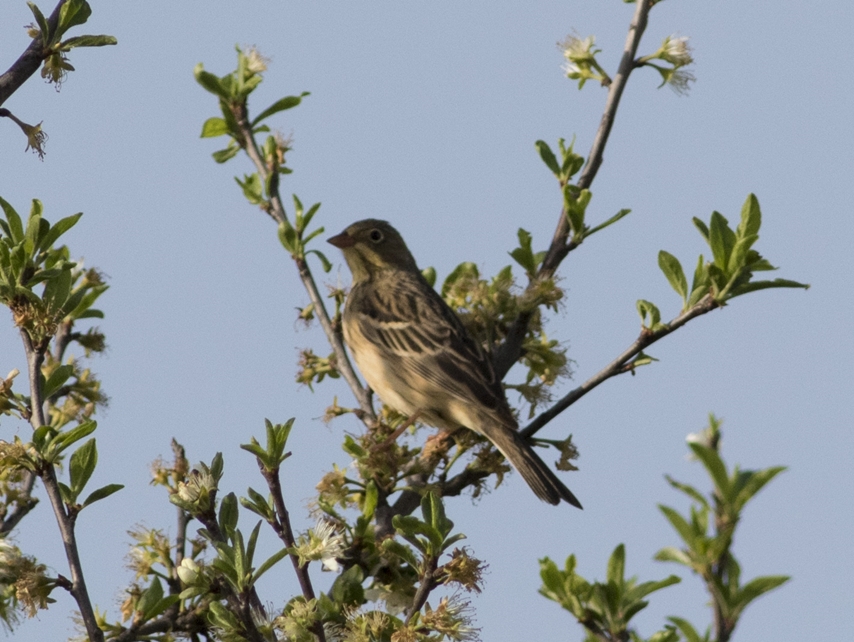 Ortolan Bunting