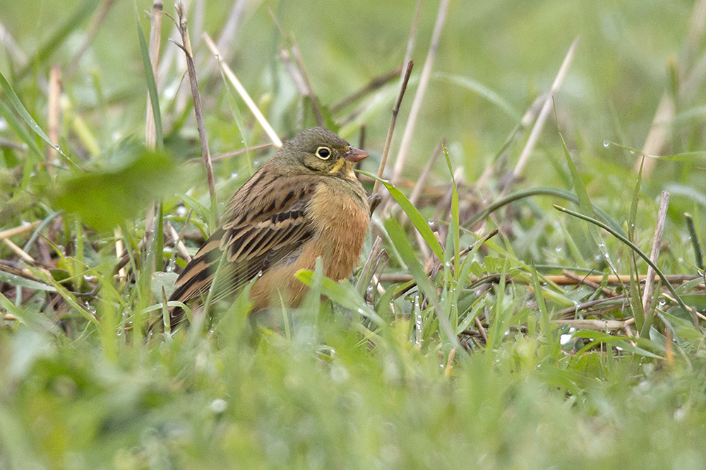 Ortolan Bunting