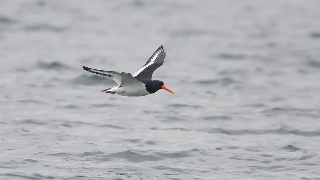 Eurasian Oystercatcher