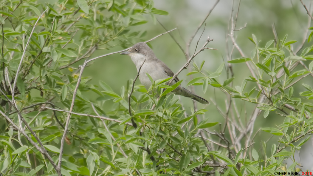 Eastern Orphean Warbler