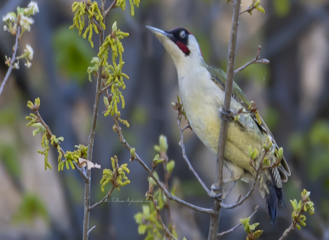 European Green Woodpecker