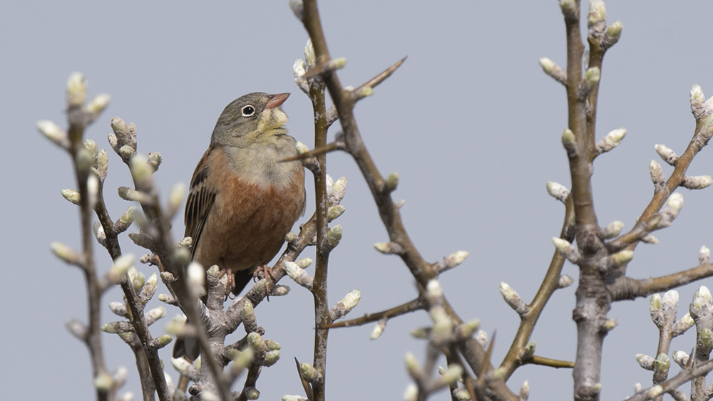 Ortolan Bunting