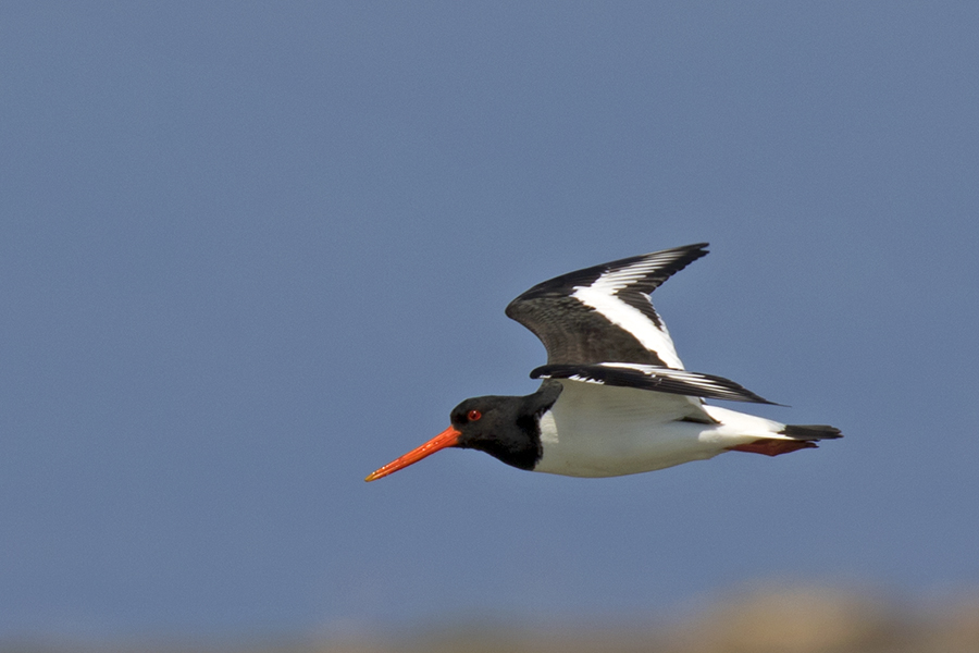 Eurasian Oystercatcher
