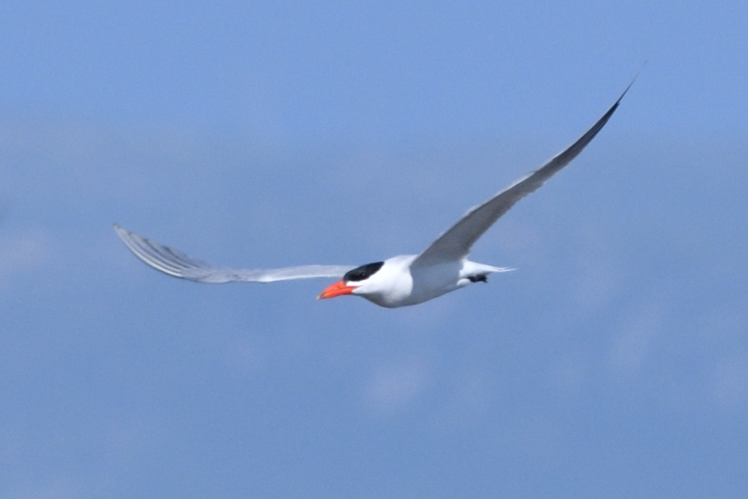 Caspian Tern