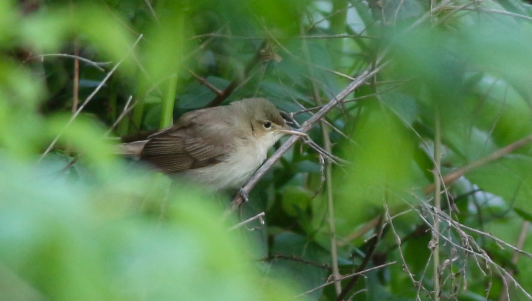 Olive-tree Warbler