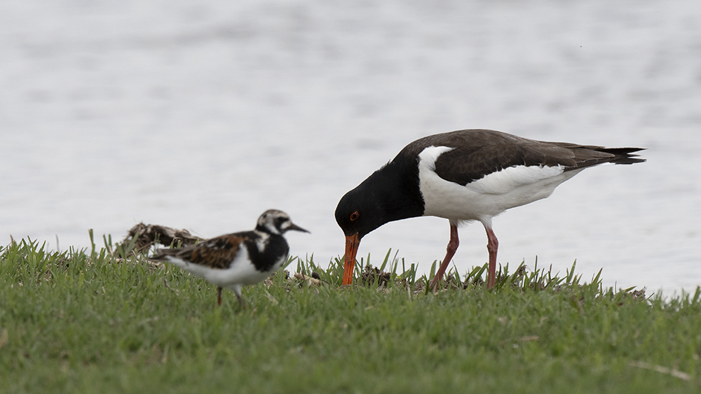 Eurasian Oystercatcher