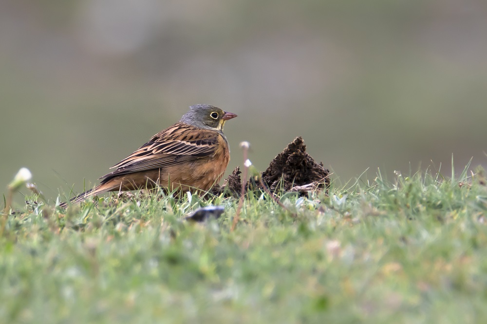 Ortolan Bunting
