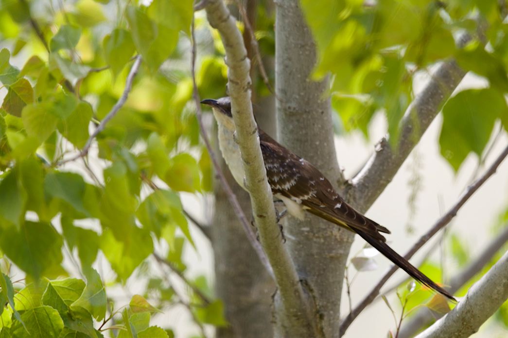 Great Spotted Cuckoo