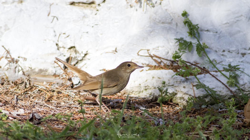 Thrush Nightingale
