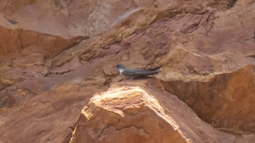 Eurasian Crag Martin