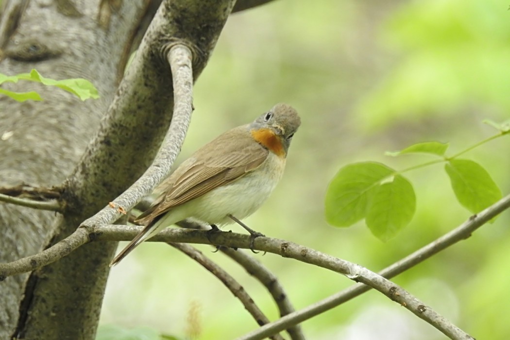 Red-breasted Flycatcher