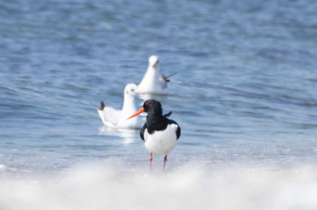 Eurasian Oystercatcher