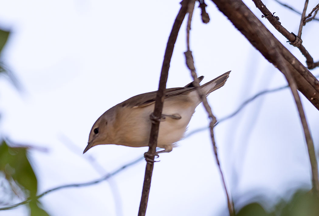Garden Warbler