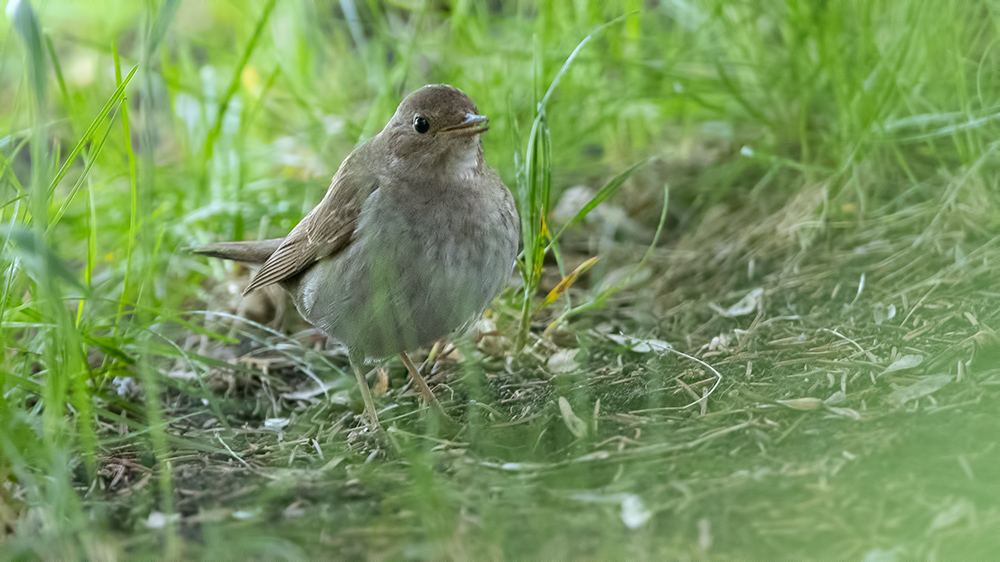 Thrush Nightingale