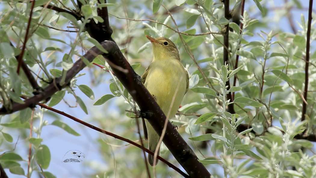Icterine Warbler