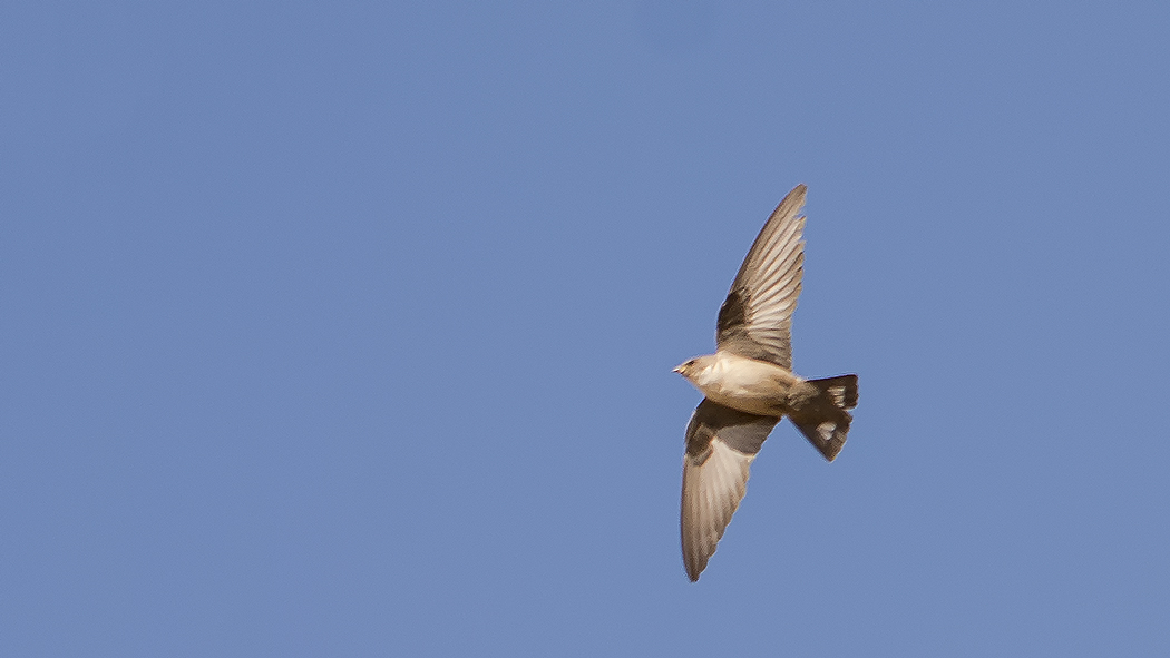 Eurasian Crag Martin