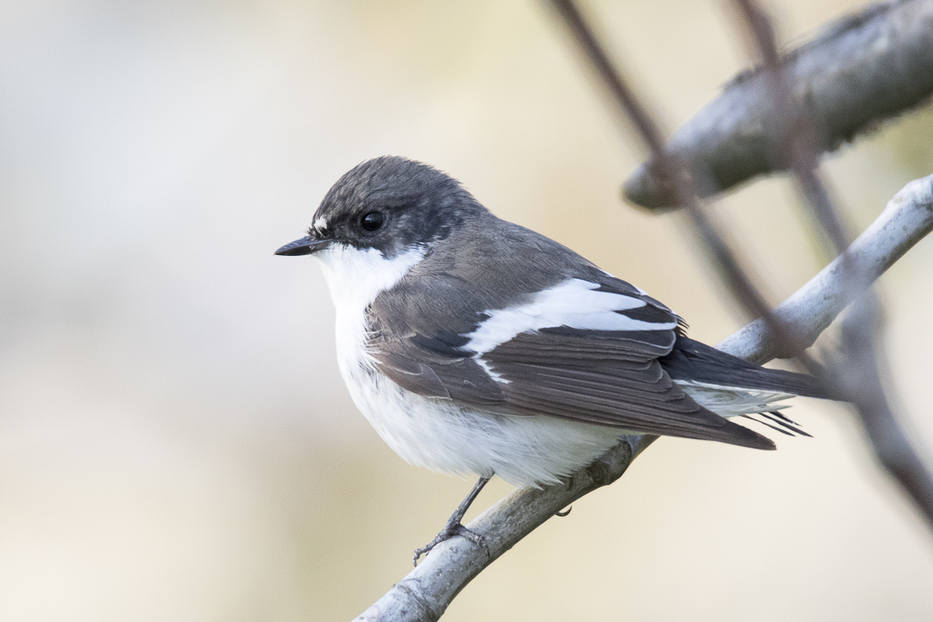European Pied Flycatcher