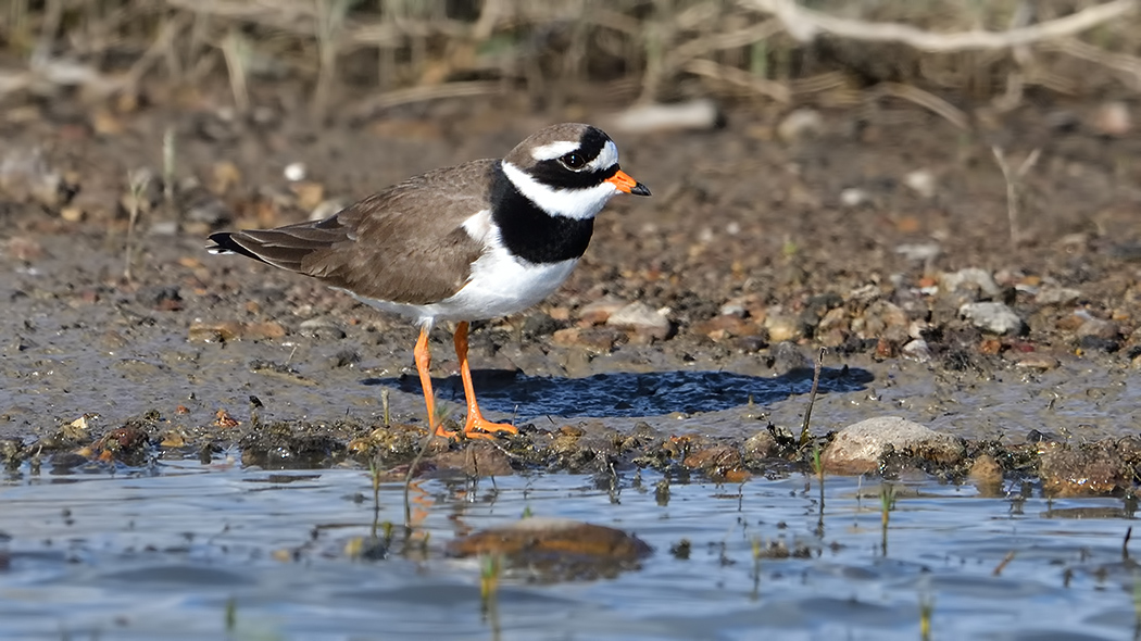 Halkalı Cılıbıt
