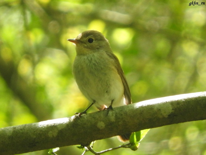 Red-breasted Flycatcher