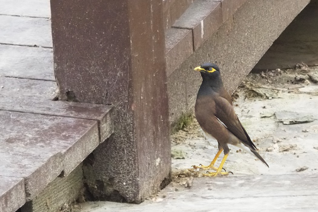 Common Myna