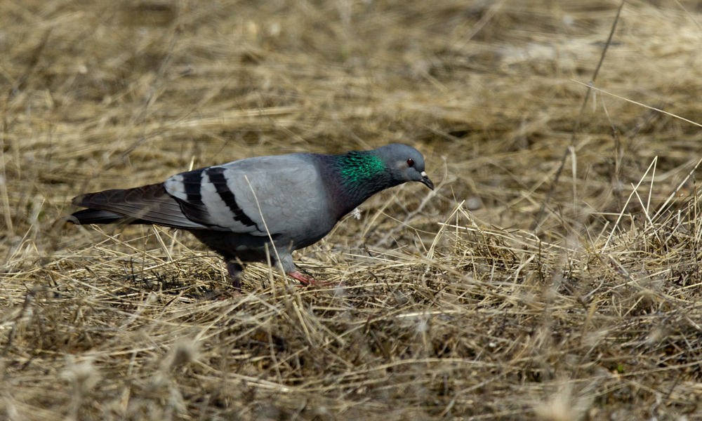 Rock Dove