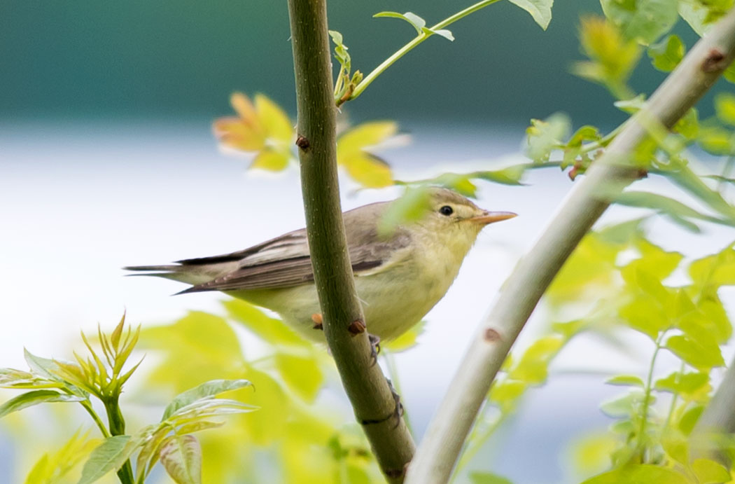 Icterine Warbler