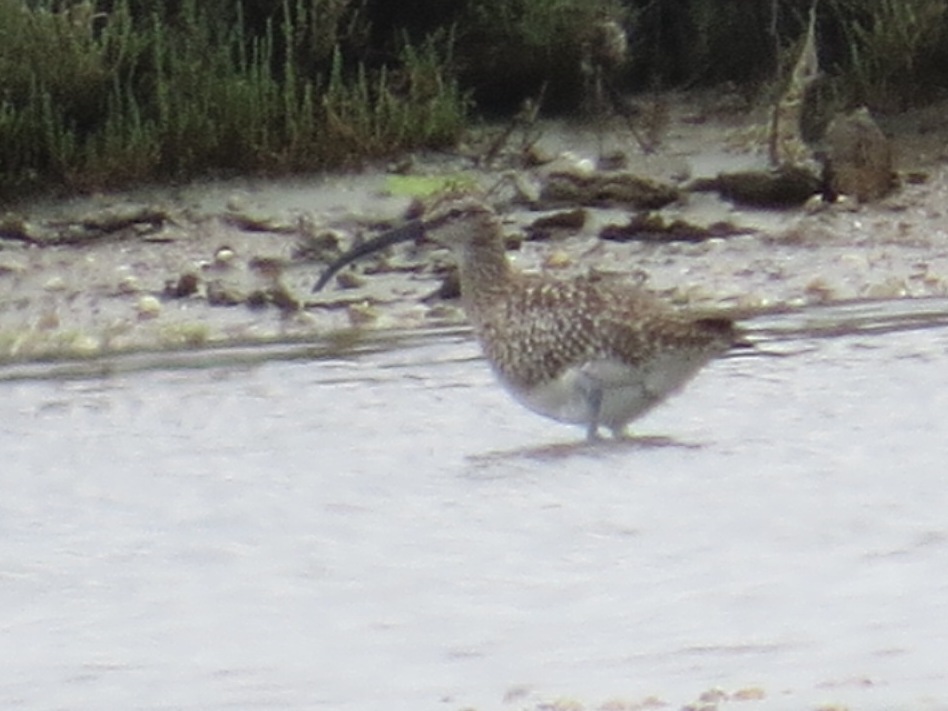 Eurasian Whimbrel