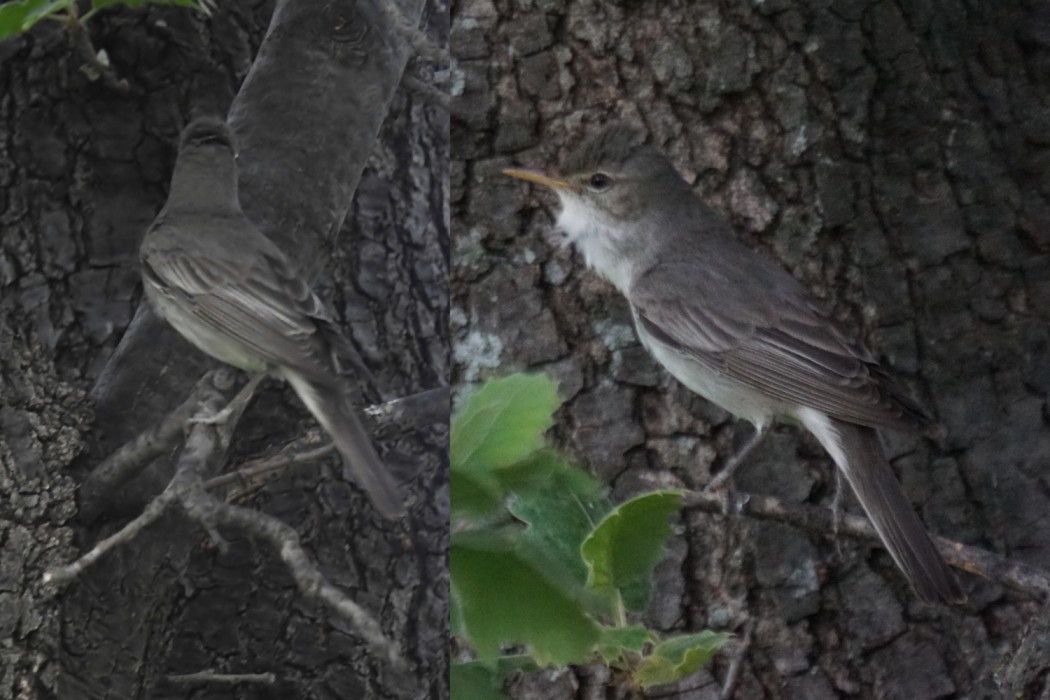 Olive-tree Warbler