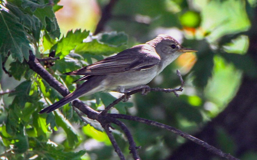Olive-tree Warbler