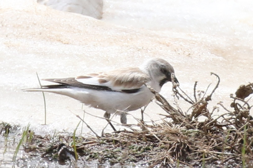White-winged Snowfinch