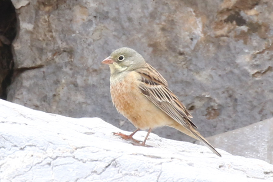 Ortolan Bunting