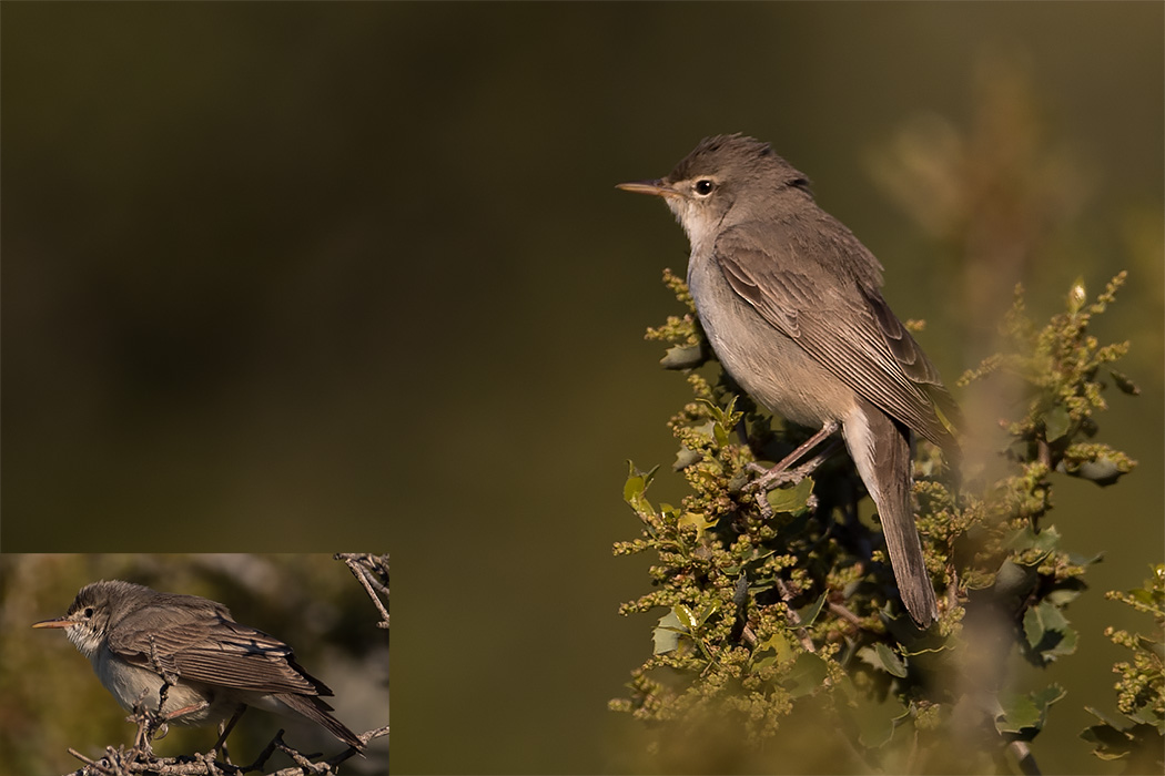 Upcher`s Warbler