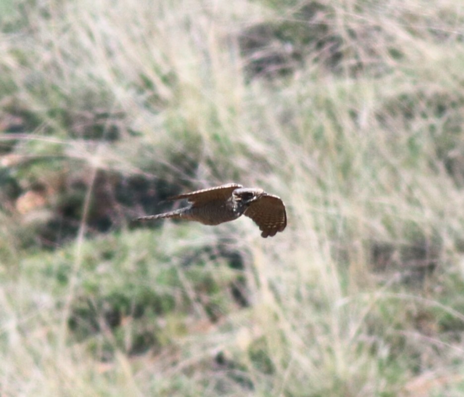 European Nightjar
