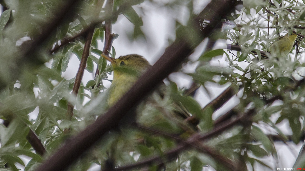 Icterine Warbler