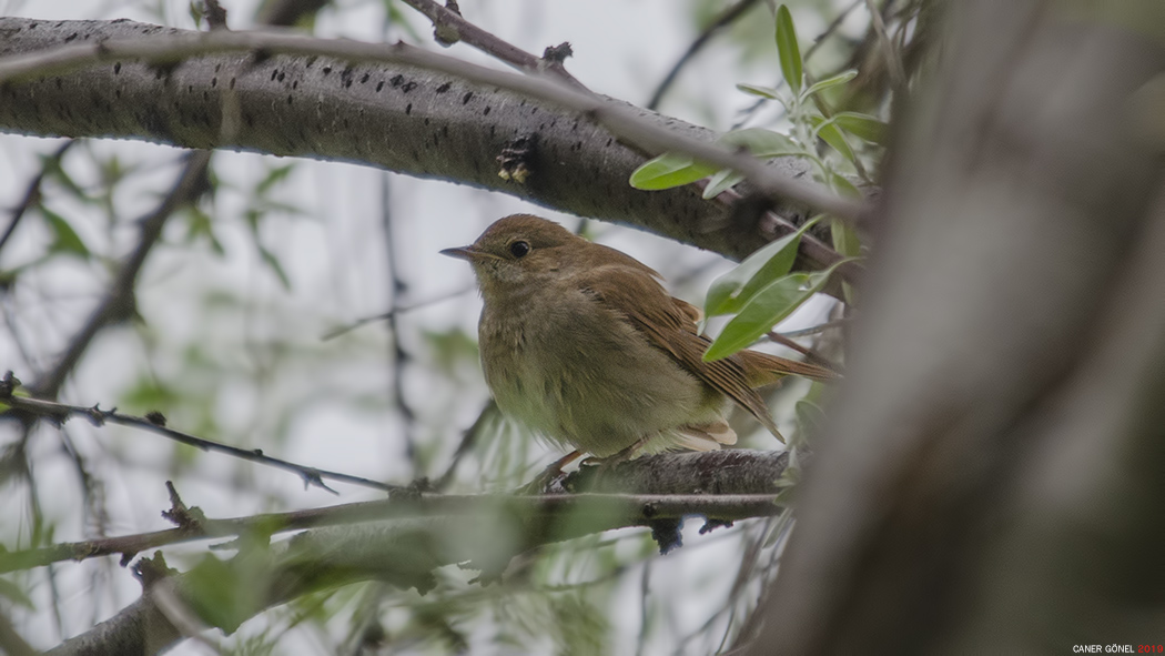 Thrush Nightingale
