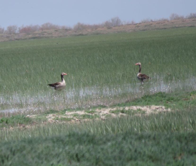 Greylag Goose