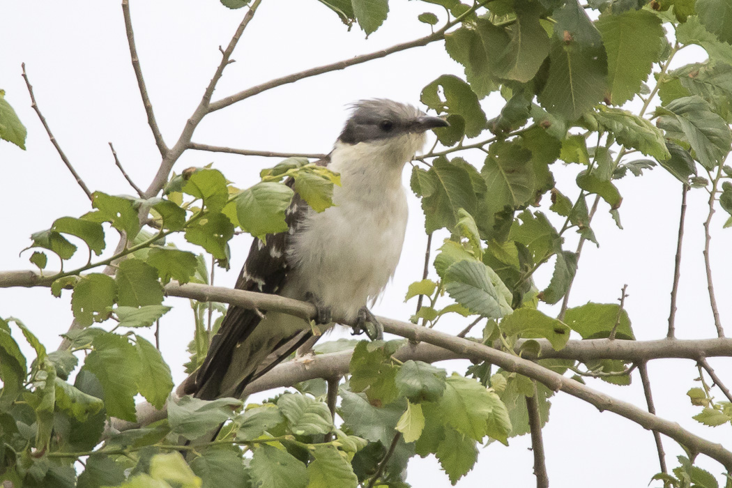 Great Spotted Cuckoo