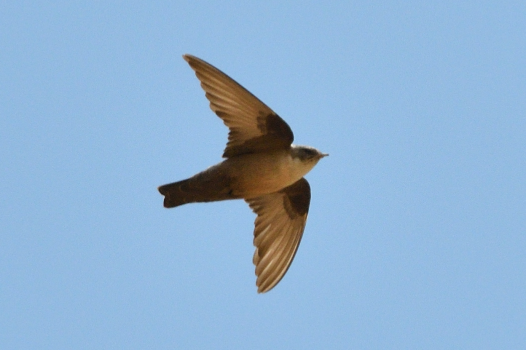Eurasian Crag Martin