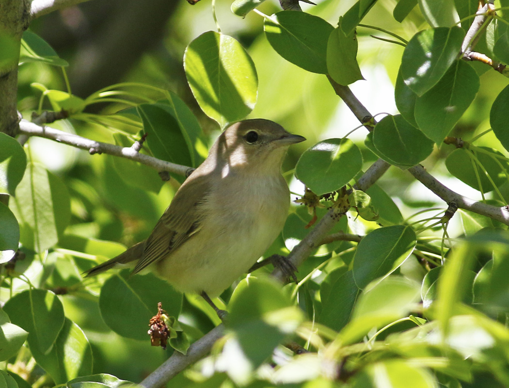 Garden Warbler