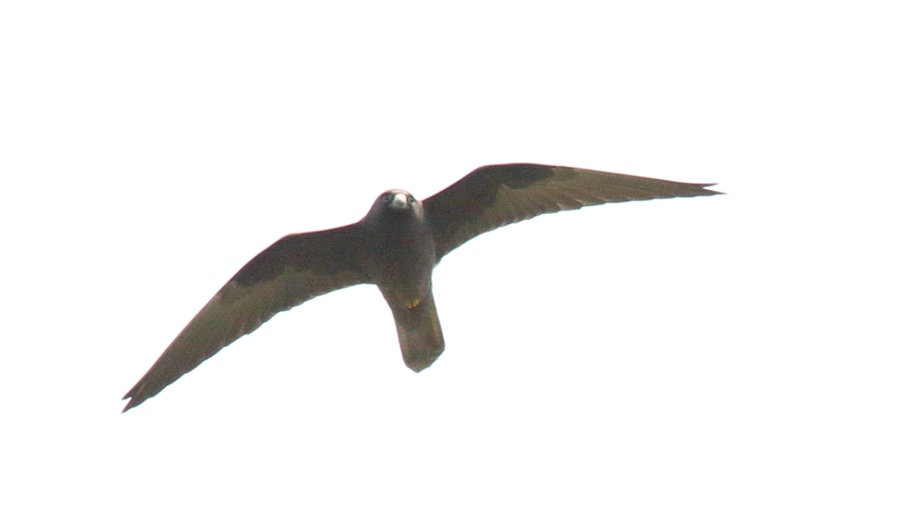 Eleonora`s Falcon