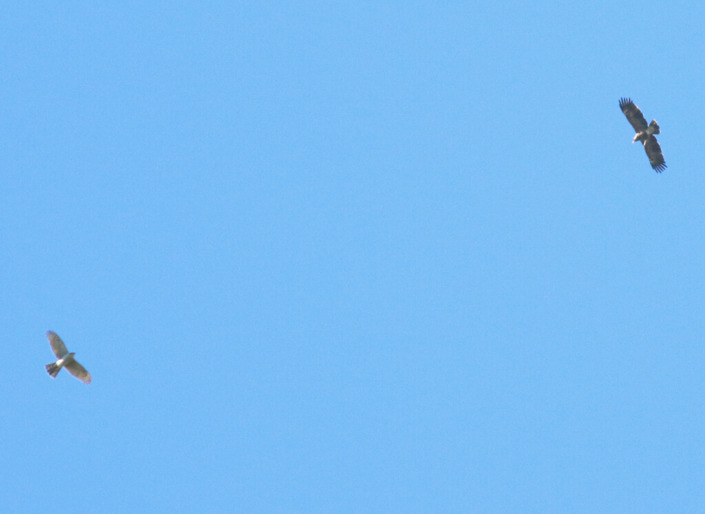 Çakır