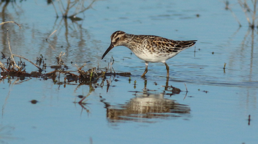 Broad-billed Sandpiper